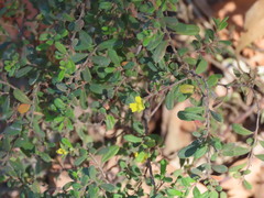 (c) ian_mcallan, some rights reserved (CC BY) Hibbertia aspera, photograph (c) ian_mcallan, some rights reserved (CC BY)