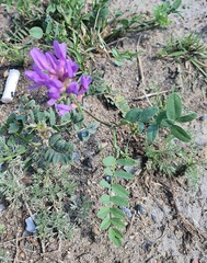 Astragalus laxmannii, photograph (c) Urgamal Magsar, some rights reserved (CC BY)