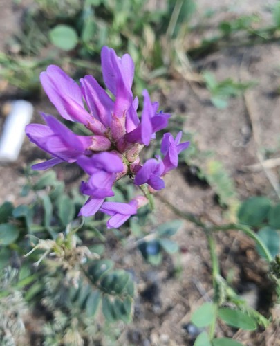 Astragalus laxmannii, photograph 6