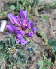 Astragalus laxmannii, photograph (c) Urgamal Magsar, some rights reserved (CC BY)