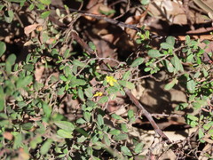(c) ian_mcallan, some rights reserved (CC BY) Hibbertia aspera, photograph (c) ian_mcallan, some rights reserved (CC BY)