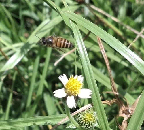 Asian Honey Bee