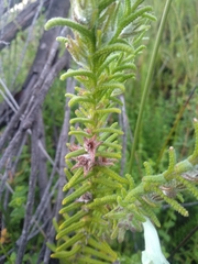 Chloanthes stoechadis