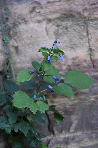 Tube clematis