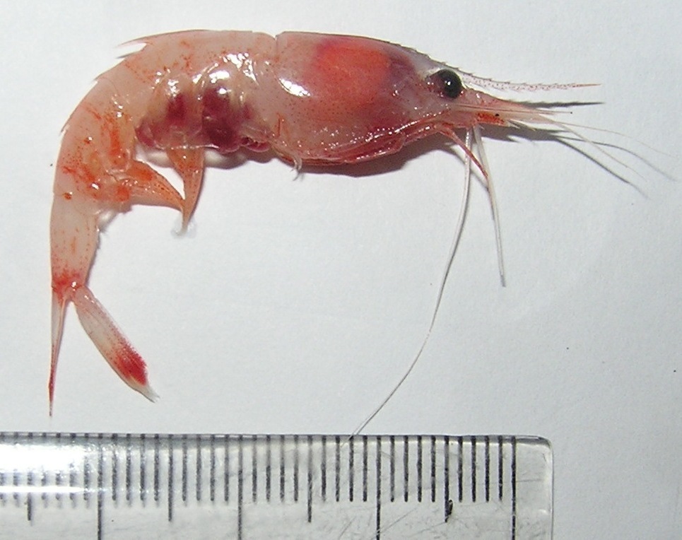 Janicella spinicauda