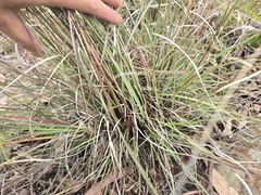 Cymbopogon refractus, photograph (c) Josh, some rights reserved (CC BY)
