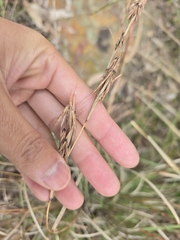 Cymbopogon refractus, photograph (c) Josh, some rights reserved (CC BY)