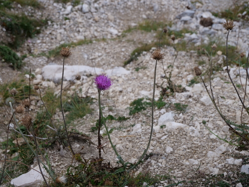 Carduus defloratus, photograph 6