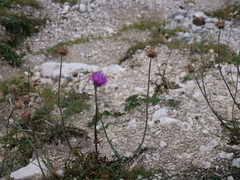 Carduus defloratus, photograph author not stated, no rights reserved