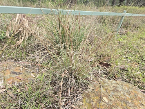 Cymbopogon refractus, photograph 5