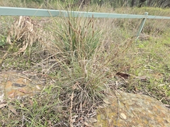Cymbopogon refractus, photograph (c) Josh, some rights reserved (CC BY)