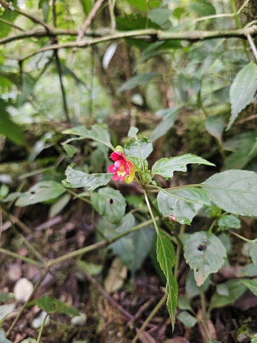 Impatiens kilimanjari
