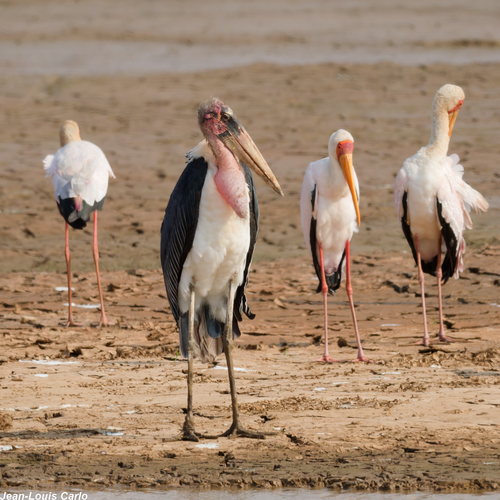 iNaturalist: (c) Carlo, some rights reserved (CC BY-NC), uploaded by Carlo iNaturalist image