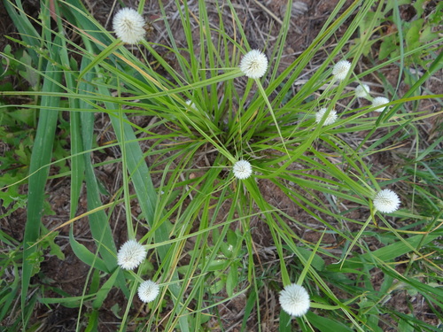 Kyllinga alba image