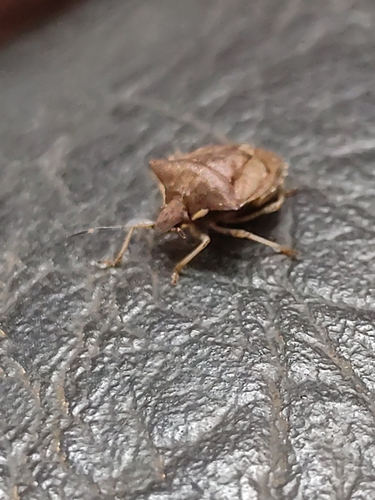 Carbula putoni