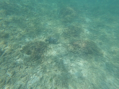 Pseudobalistes naufragium