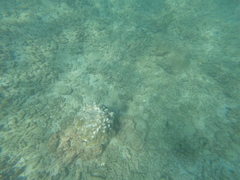 Pseudobalistes naufragium