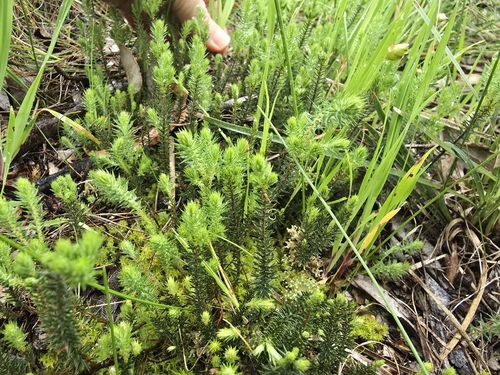 Acrotriche serrulata, photograph 6