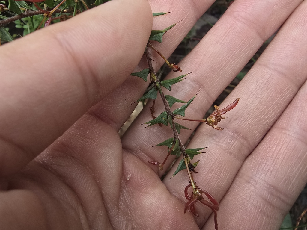 Acacia gunnii; photograph (c) Josh, some rights reserved (CC BY)