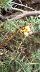 Acrotriche serrulata, photograph author not stated, no rights reserved