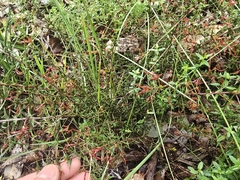(c) Josh, some rights reserved (CC BY) Acacia gunnii, photograph (c) Josh, some rights reserved (CC BY)