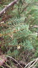 Acrotriche serrulata, photograph author not stated, no rights reserved
