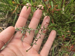 (c) Josh, some rights reserved (CC BY) Acacia gunnii, photograph (c) Josh, some rights reserved (CC BY)