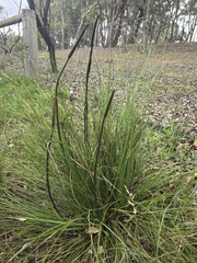 Xanthorrhoea minor, photograph (c) Josh, some rights reserved (CC BY)
