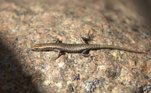 Cryptoblepharus litoralis, 2026-07-08