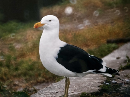 iNaturalist image