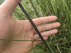 Xanthorrhoea minor, photograph (c) Josh, some rights reserved (CC BY)