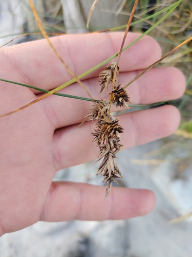 Carex arenaria, photograph 5