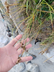 Carex arenaria, photograph (c) James Cunningham, some rights reserved (CC BY)