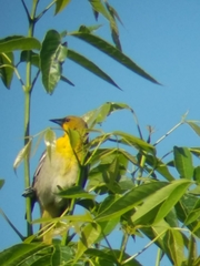 Icterus bullockii