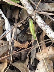 Aptenopedes sphenarioides