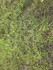 Coronidium gunnianum