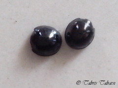 Coccinellidae