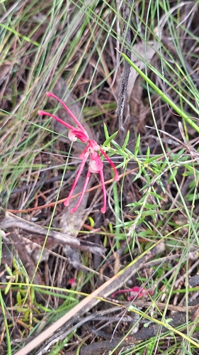 Grevillea lavandulacea, photograph 5
