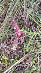 author not stated, no rights reserved Grevillea lavandulacea, photograph author not stated, no rights reserved