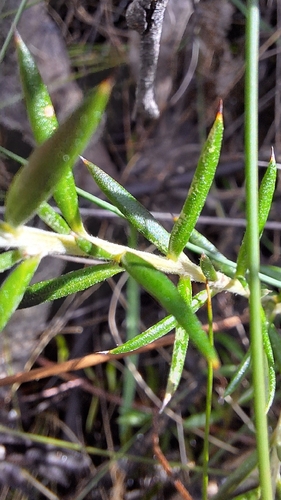 Grevillea lavandulacea, photograph 6