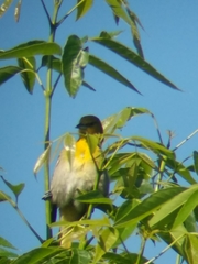 Icterus bullockii