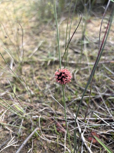 Chorizandra enodis, 2026-09-07