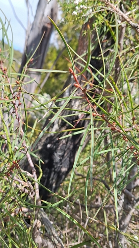 Hakea carinata, photograph 4