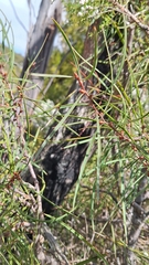 Hakea carinata, photograph author not stated, no rights reserved