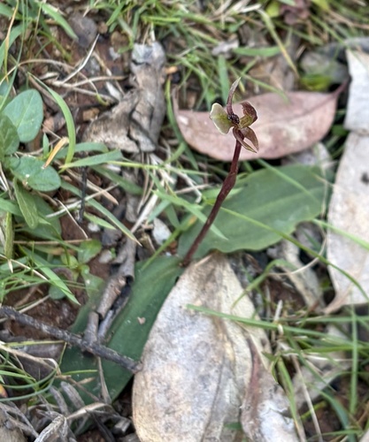 dainty bird-orchid