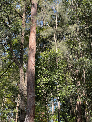 Muellerina celastroides, photograph 2