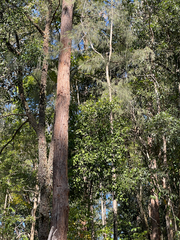 Muellerina celastroides, photograph (c) Samuel Frankel, some rights reserved (CC BY)