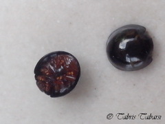 Coccinellidae