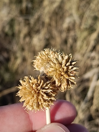 wild garlic