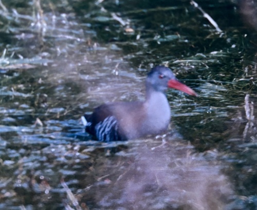 iNaturalist image